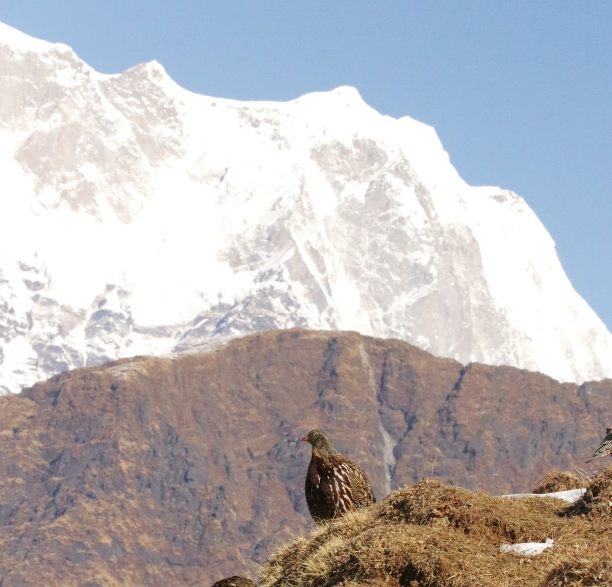 Snow Partridge - Meruva Naga Rajesh