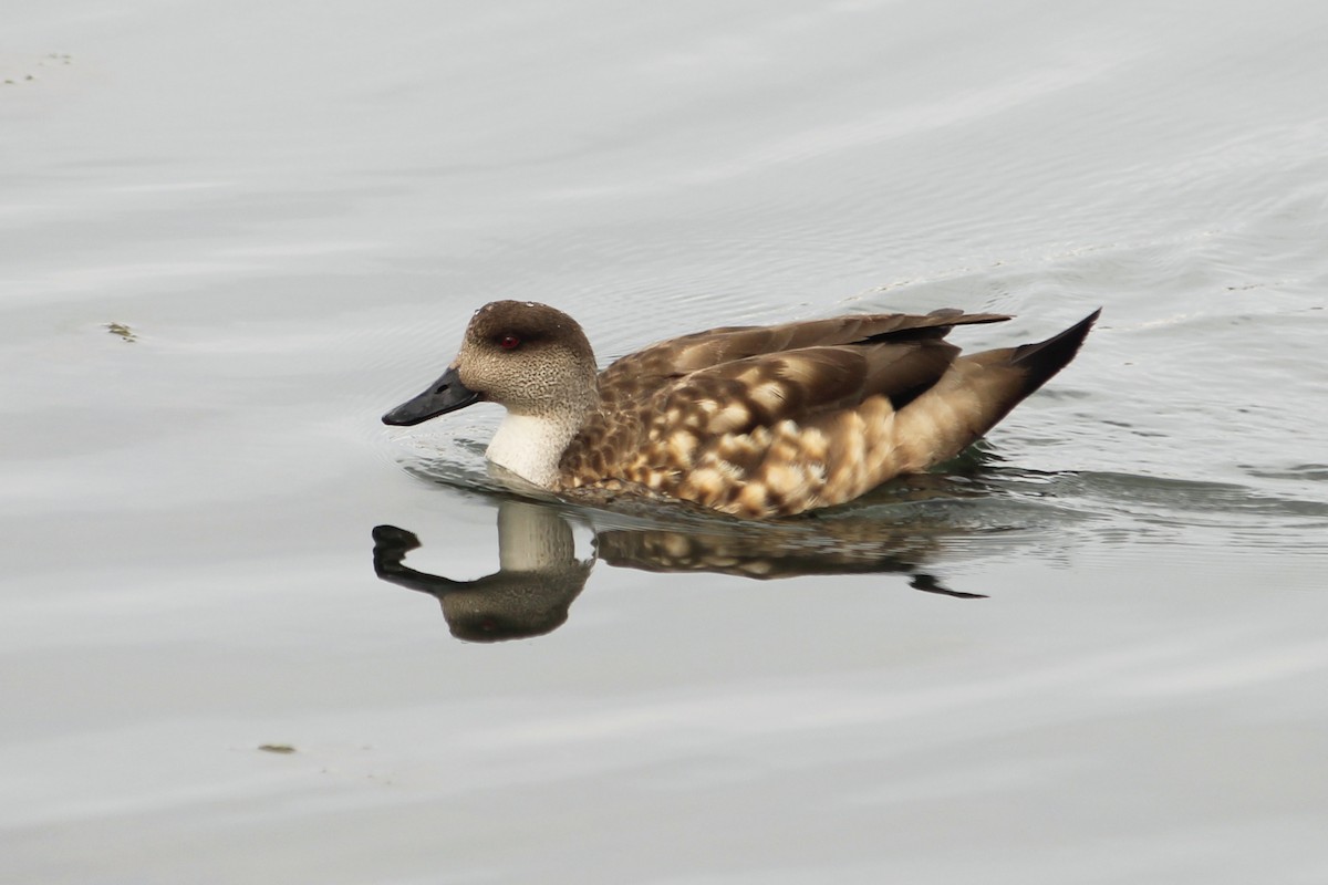 Crested Duck - ML616377756