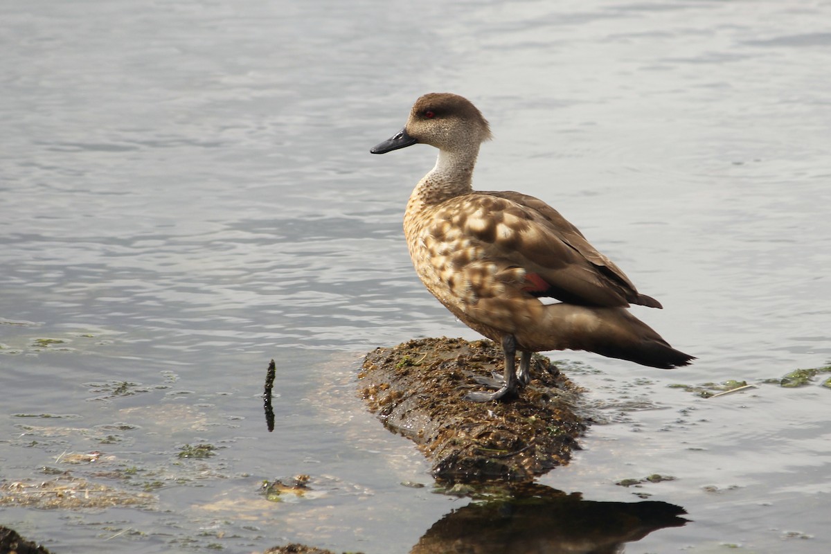 Crested Duck - ML616377761