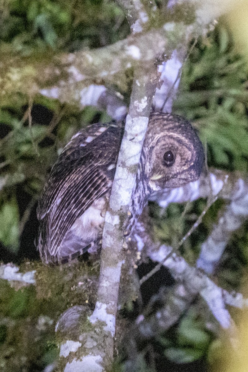 Rusty-barred Owl - ML616377762