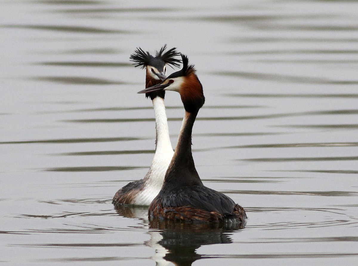 Great Crested Grebe - ML616377791