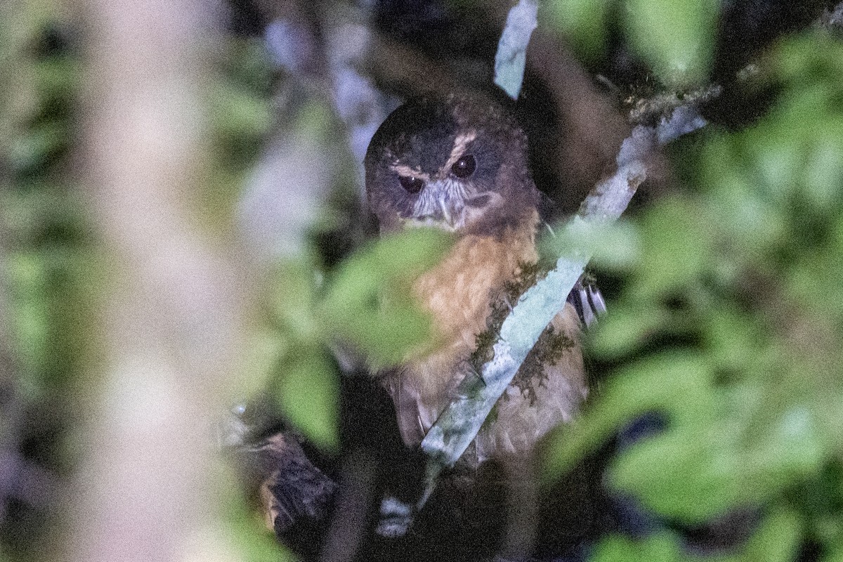Tawny-browed Owl - ML616377858