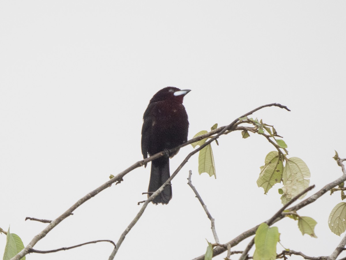 Silver-beaked Tanager - ML616377871