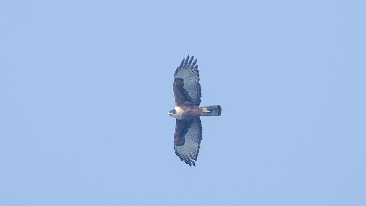 Rufous-bellied Eagle - ML616377934