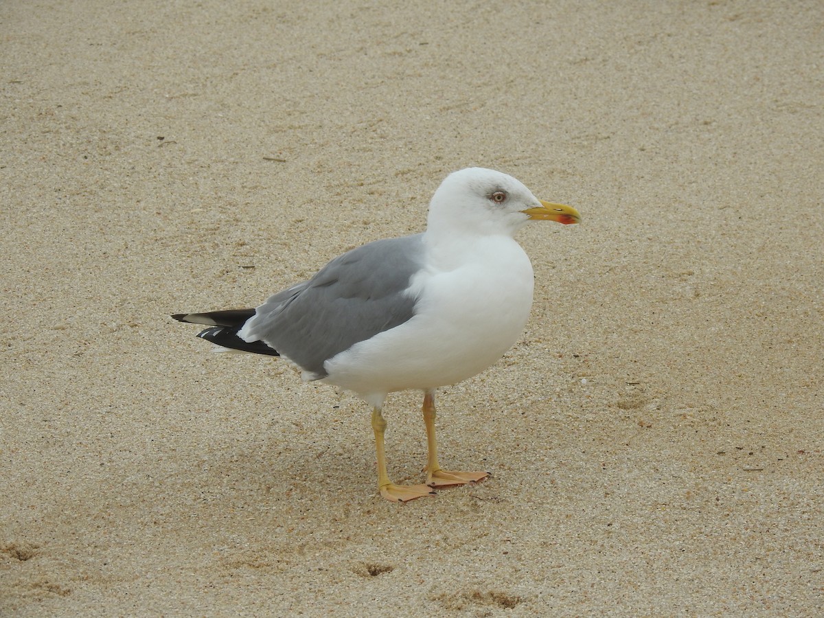 Yellow-legged Gull - ML616378104