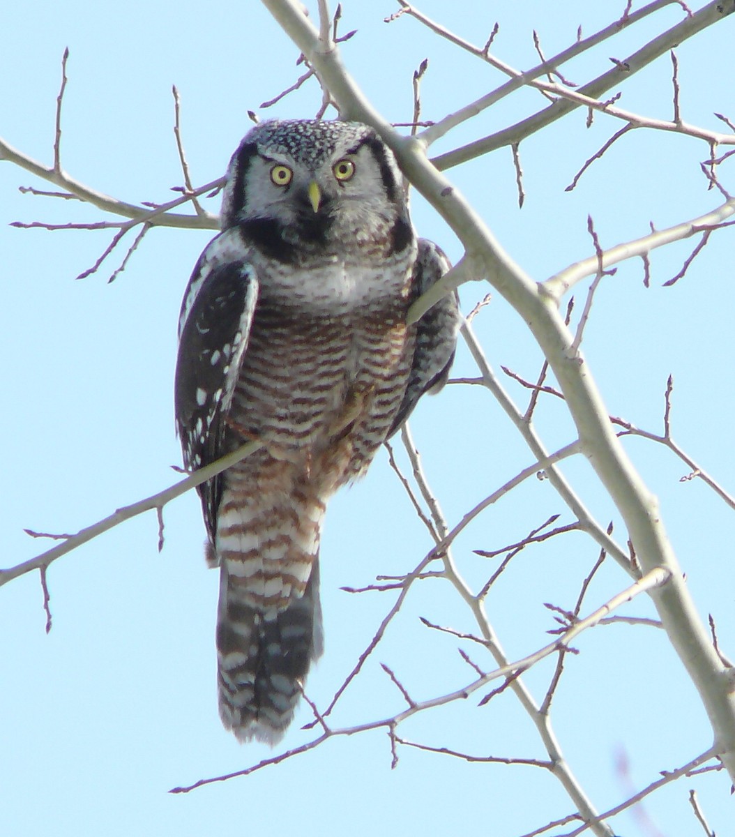 Northern Hawk Owl - ML616378152