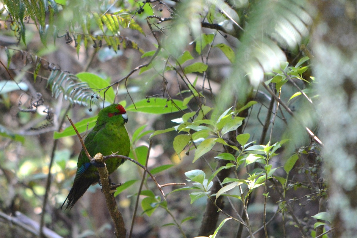 Red-crowned Parakeet - Dan Bormann