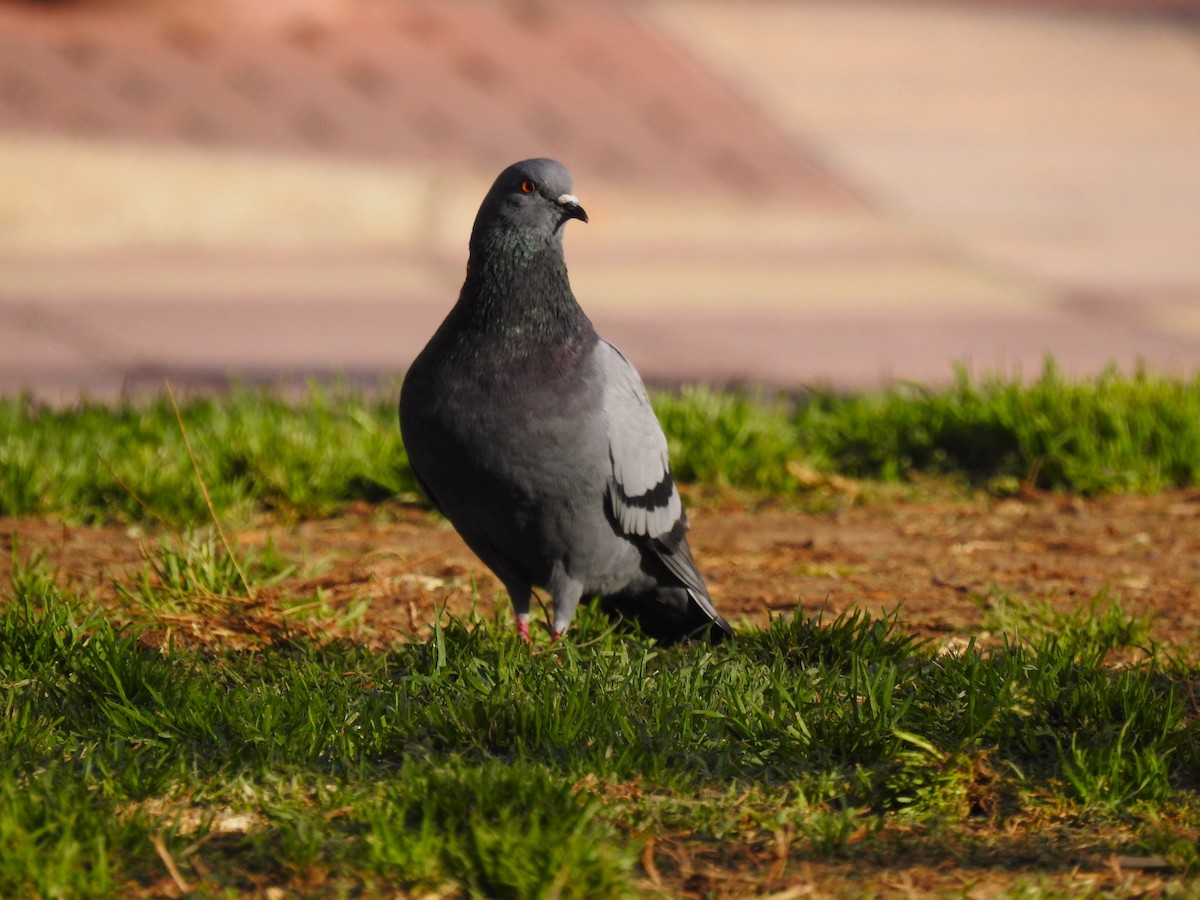Rock Pigeon (Feral Pigeon) - ML616378295