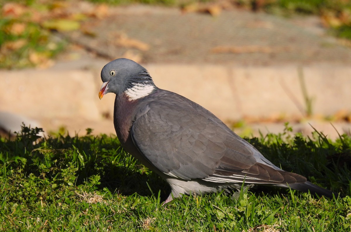 Common Wood-Pigeon - ML616378299