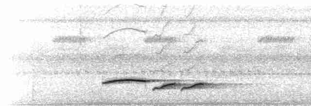 Troglodyte à poitrine blanche - ML616378321