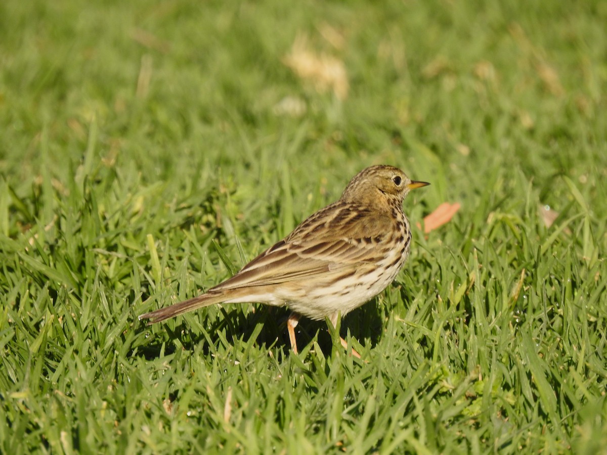 Meadow Pipit - ML616378328