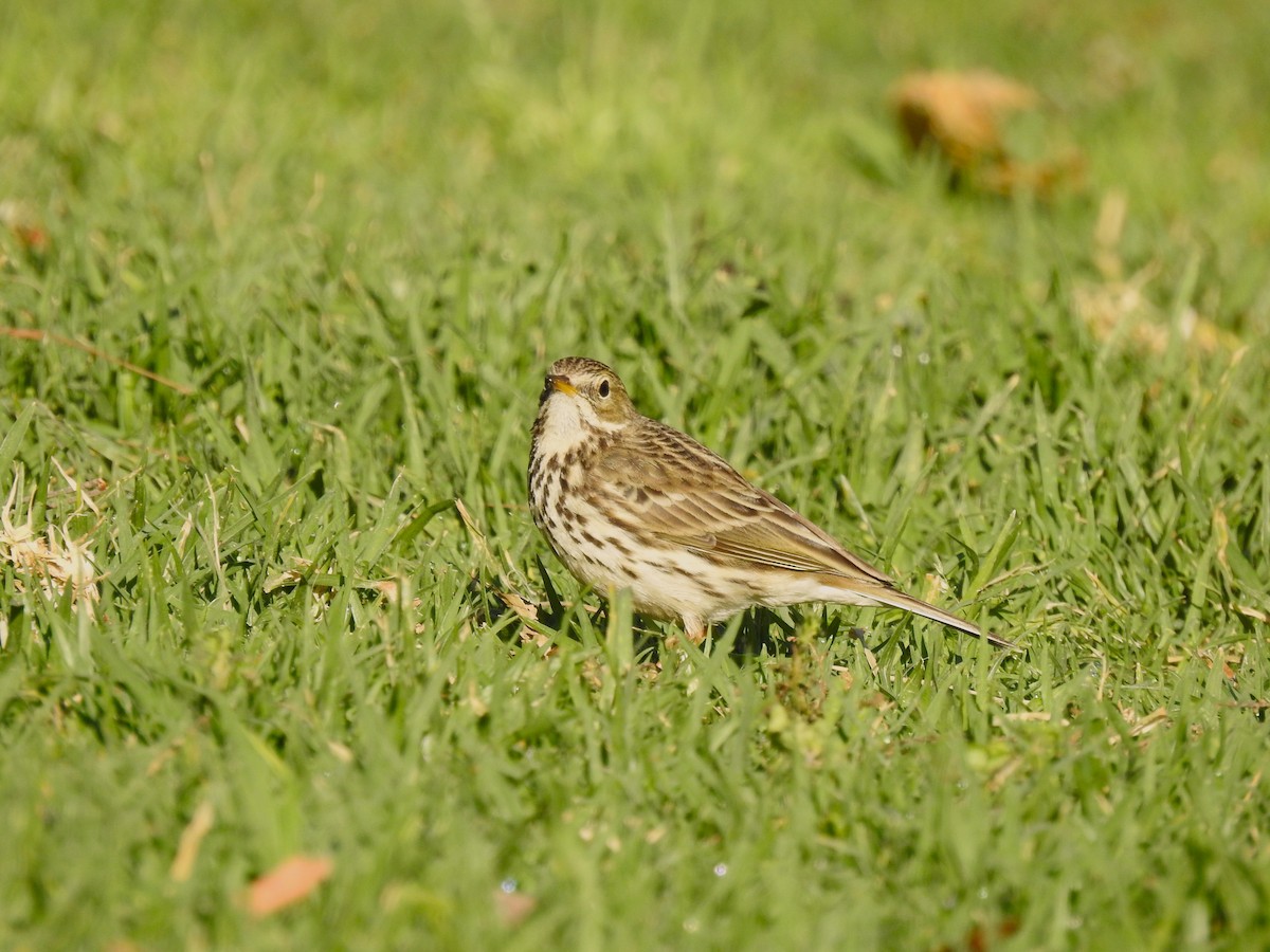 Meadow Pipit - ML616378333