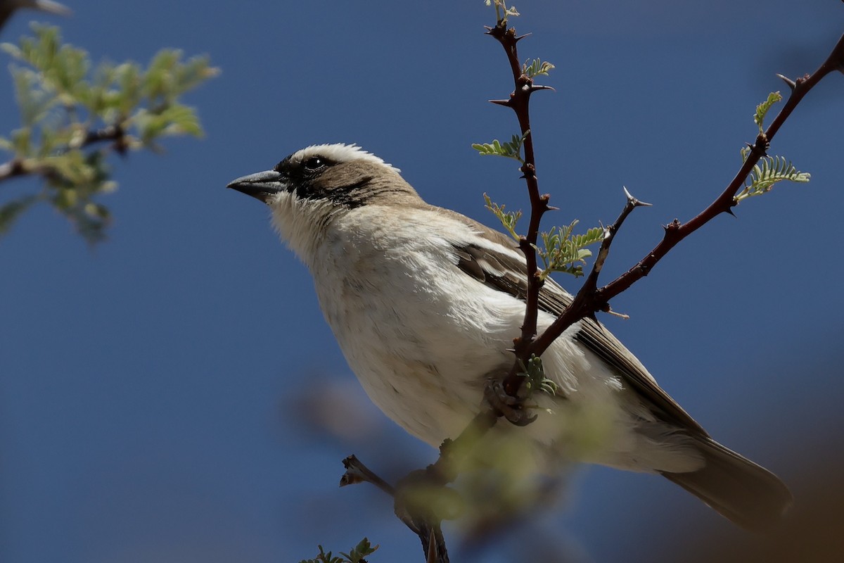 White-browed Sparrow-Weaver - Miquel Àngel Garcia Reàdigos