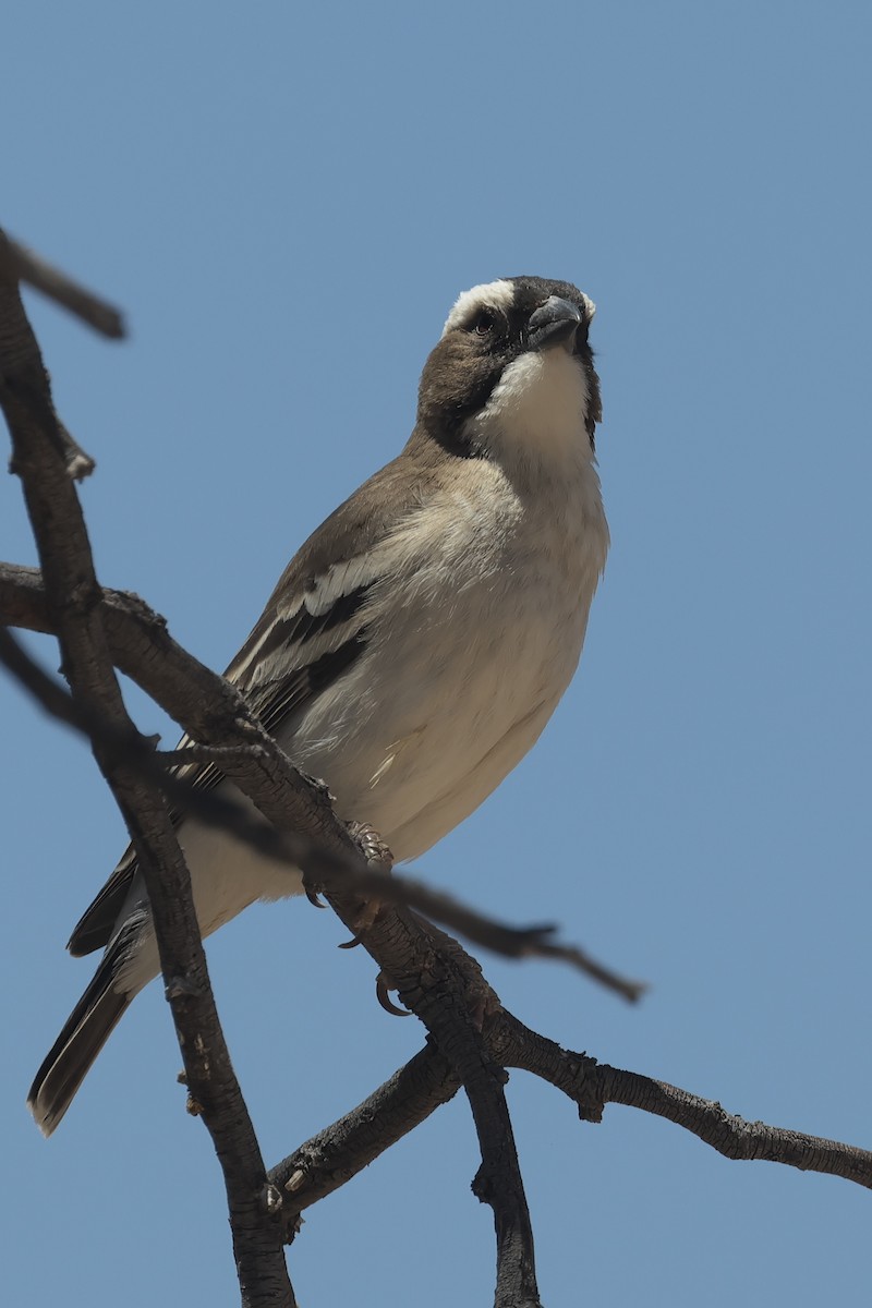 White-browed Sparrow-Weaver - ML616378423