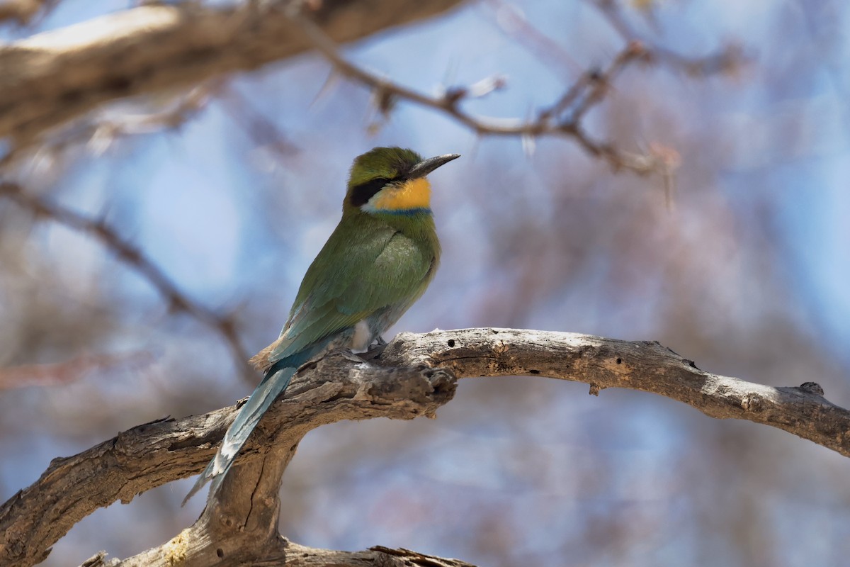 Swallow-tailed Bee-eater - ML616378497