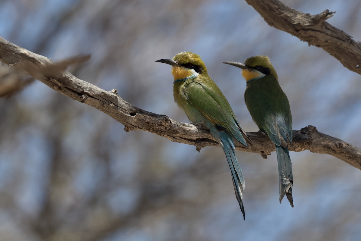 Swallow-tailed Bee-eater - ML616378498