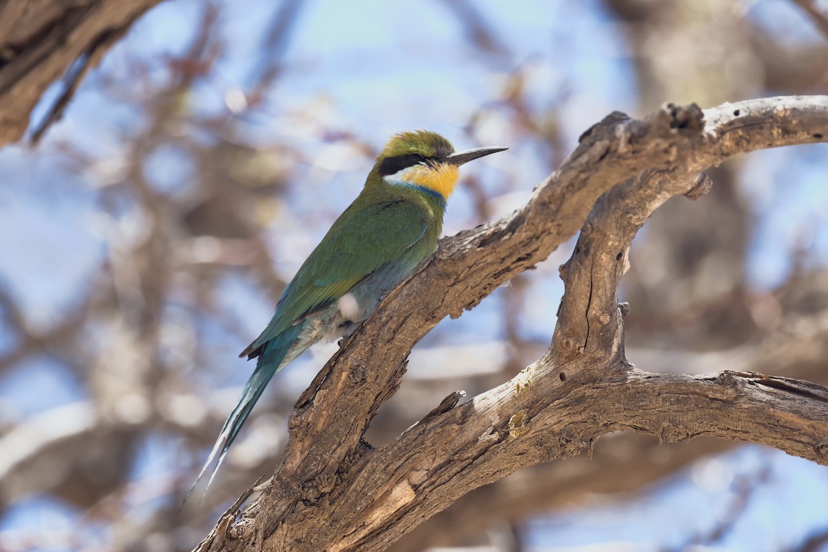 Swallow-tailed Bee-eater - ML616378499