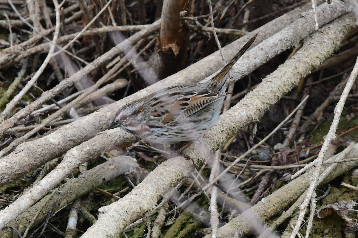 Swamp Sparrow - ML616378529