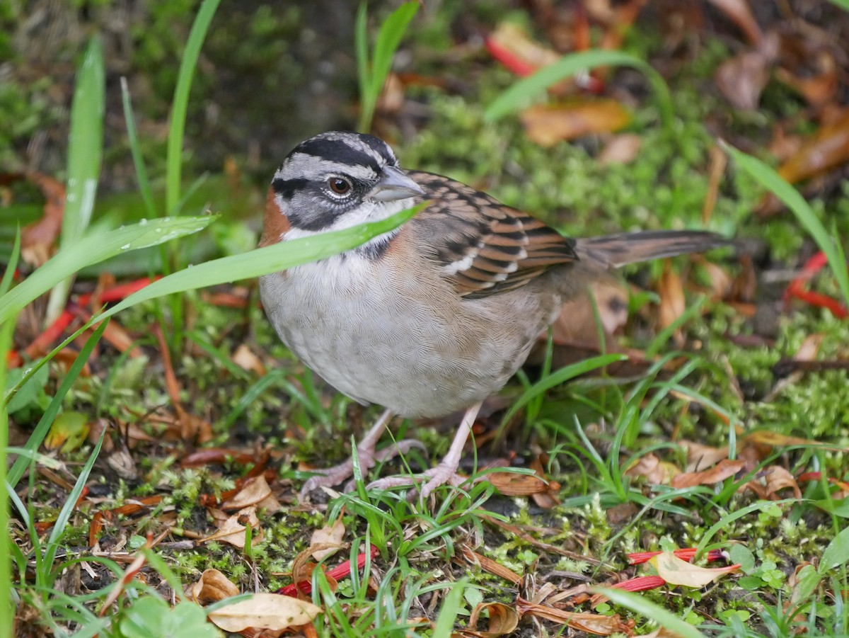 Rufous-collared Sparrow - ML616378715