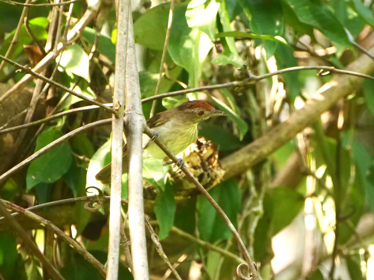 Rufous-crowned Babbler - Brett Hartl