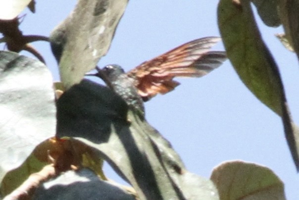Garnet-throated Hummingbird - ML616379012