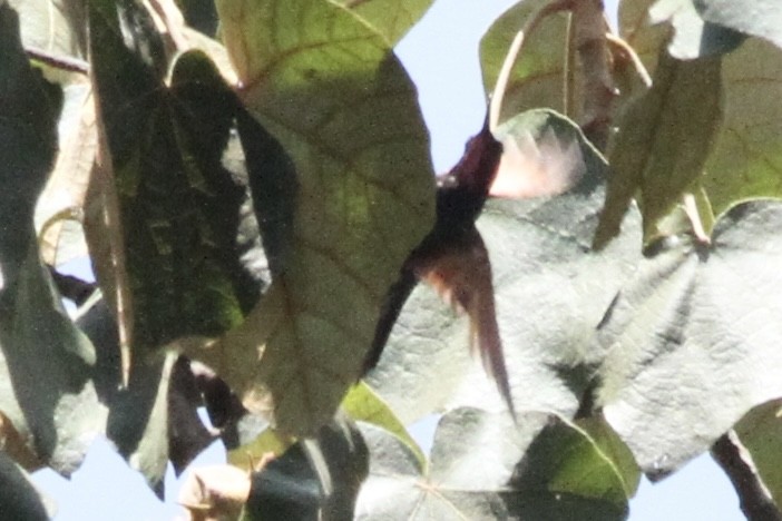 Garnet-throated Hummingbird - ML616379013