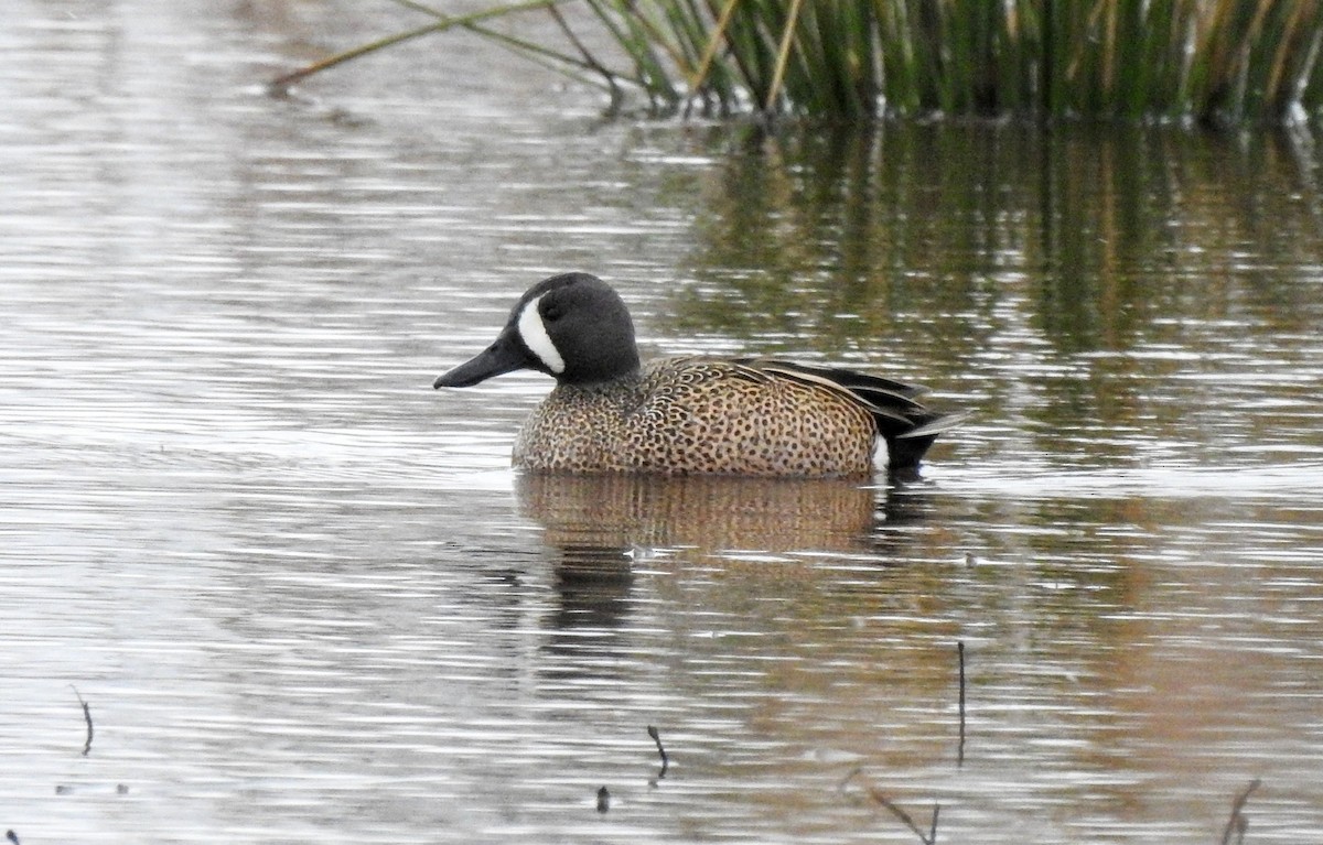 Blue-winged Teal - ML616379197