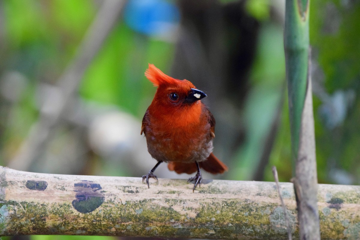 Crested Ant-Tanager - ML616379217