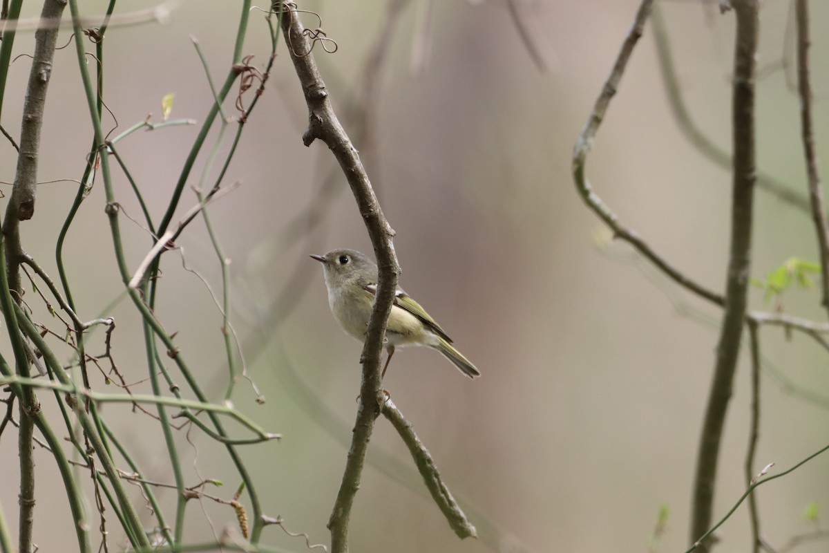 Ruby-crowned Kinglet - Christine Weisse