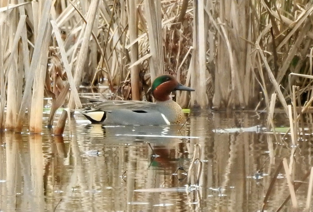 Green-winged Teal - ML616379284