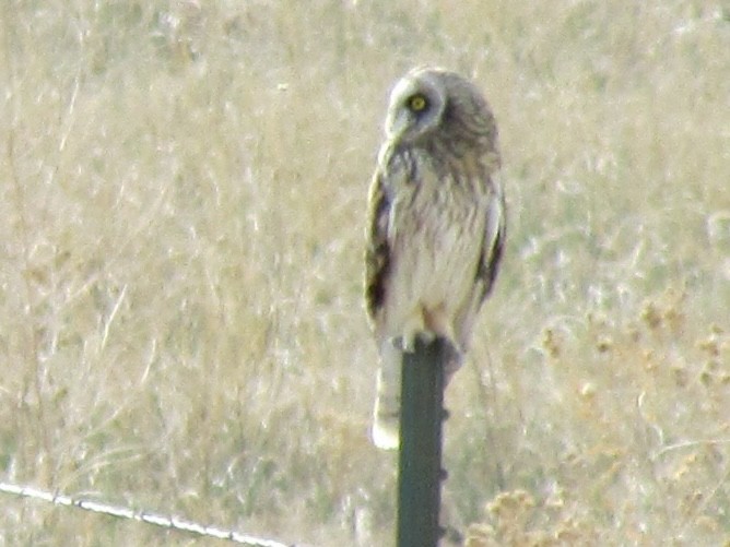 Short-eared Owl - ML616379360