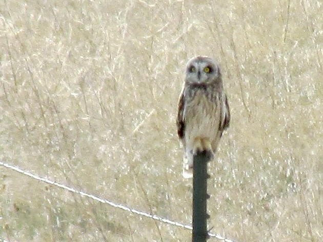 Short-eared Owl - ML616379363