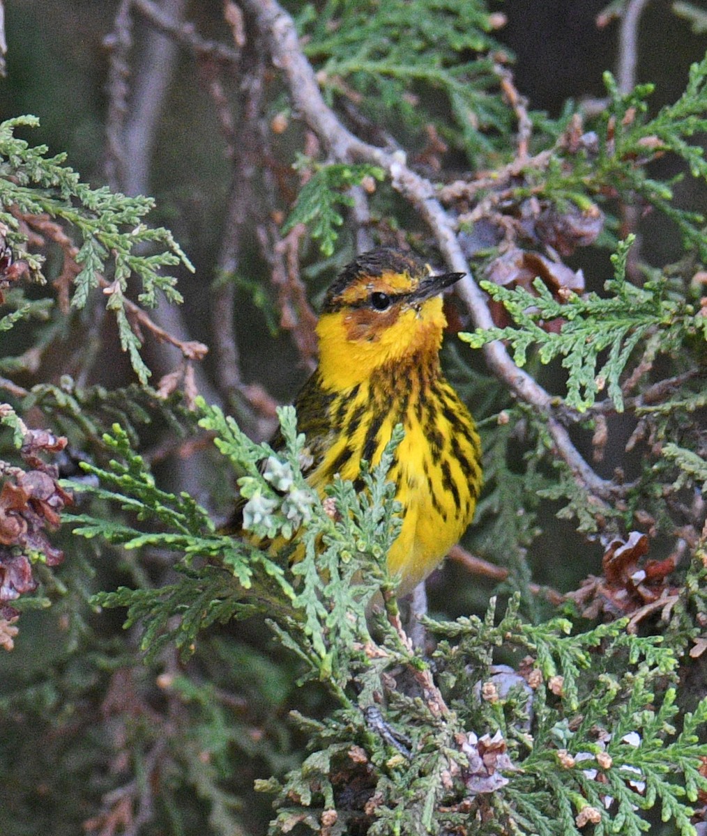 Cape May Warbler - Donna Memon