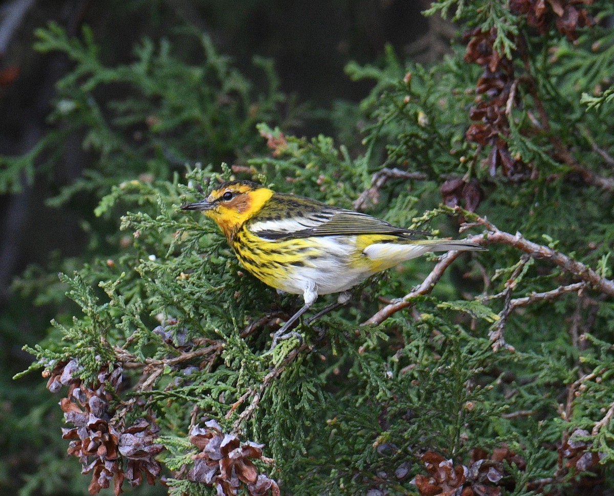 Cape May Warbler - ML616379391