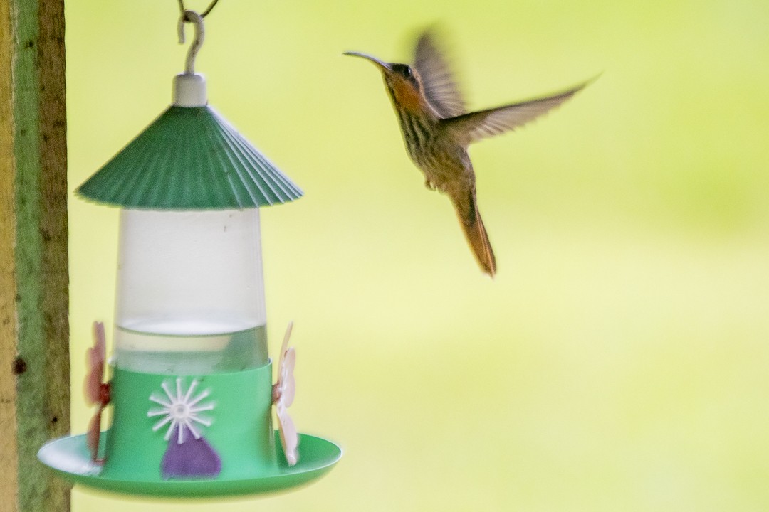 kolibřík pilozobý - ML616379421
