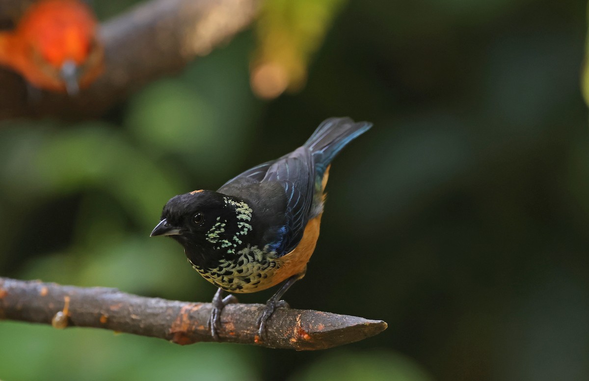 Spangle-cheeked Tanager - Natalie Carusillo