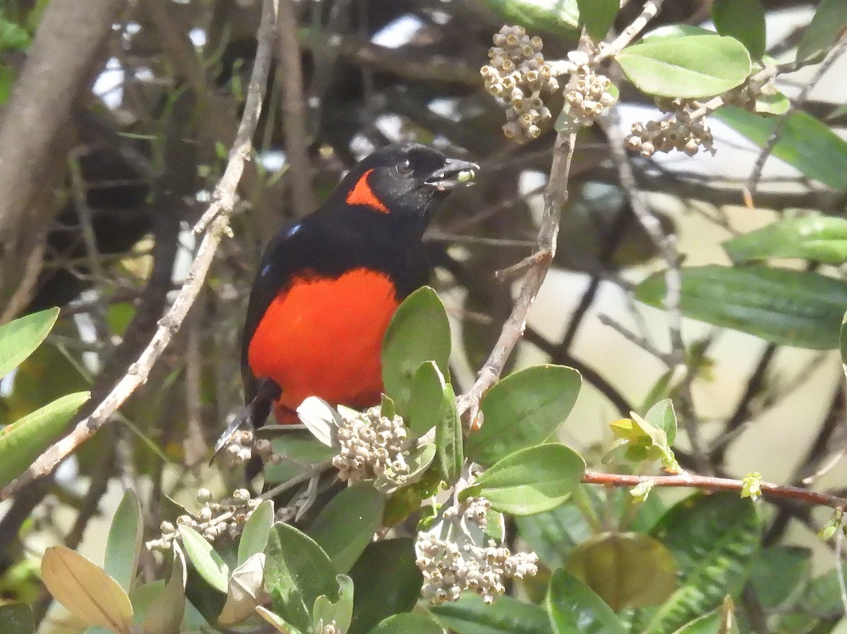 Scarlet-bellied Mountain Tanager - ML616379555