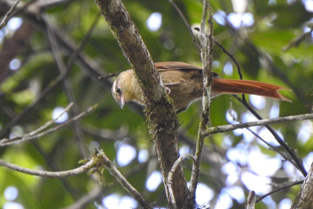 Olive Spinetail - ML616379580