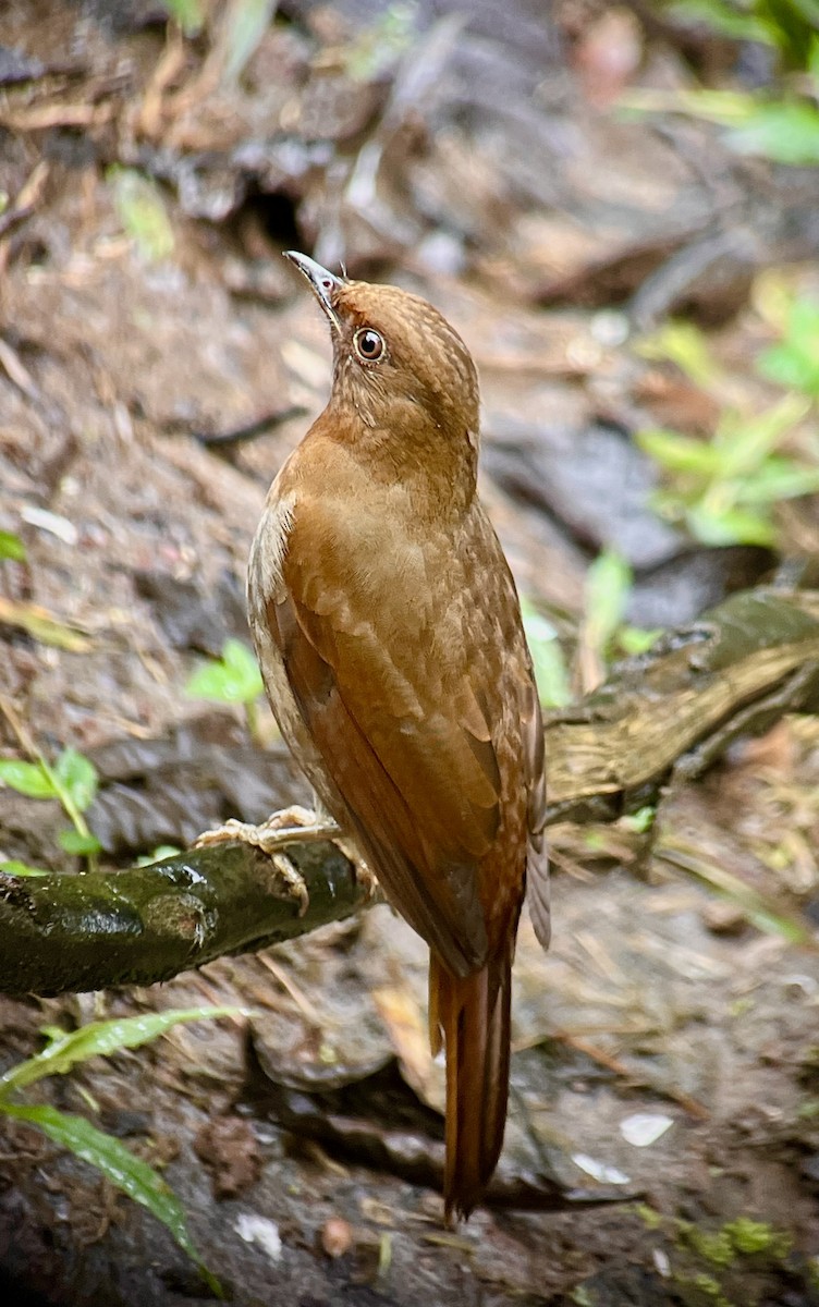 Rufous-brown Solitaire - ML616379601