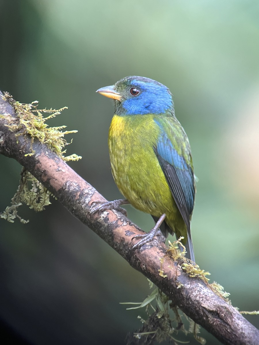 Moss-backed Tanager - ML616379654