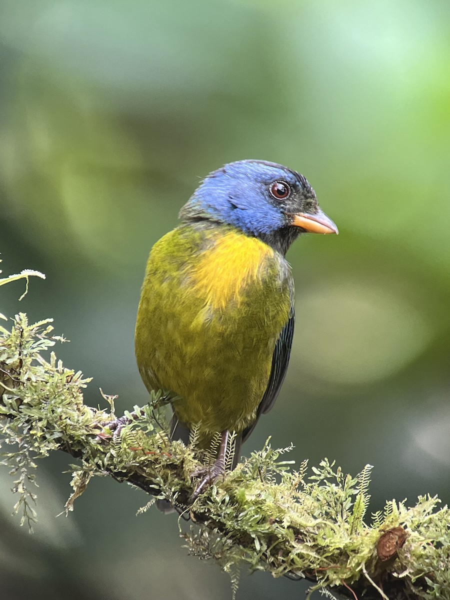 Moss-backed Tanager - ML616379656