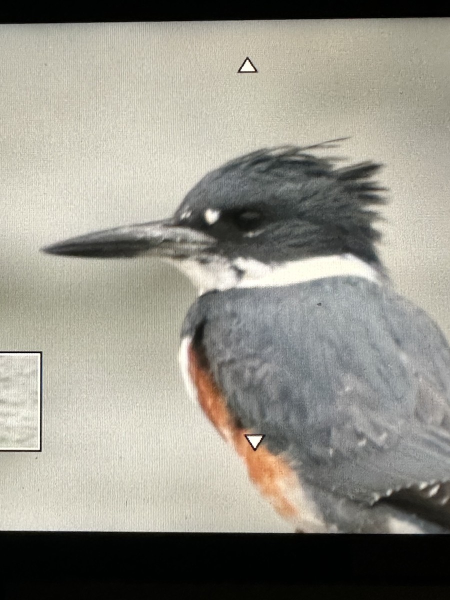 Belted Kingfisher - ML616379775