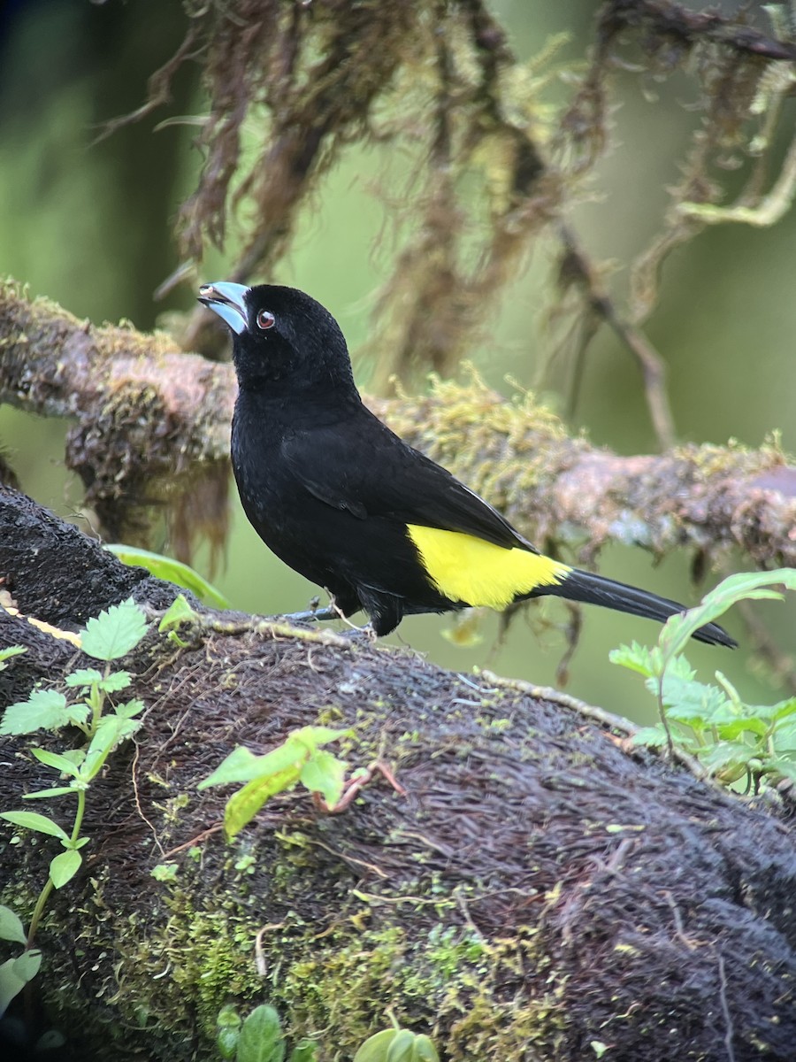Flame-rumped Tanager (Lemon-rumped) - ML616379796