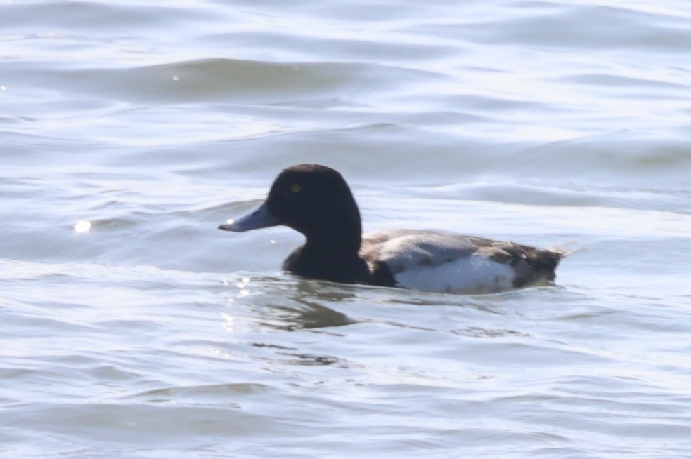 Greater Scaup - ML616379835