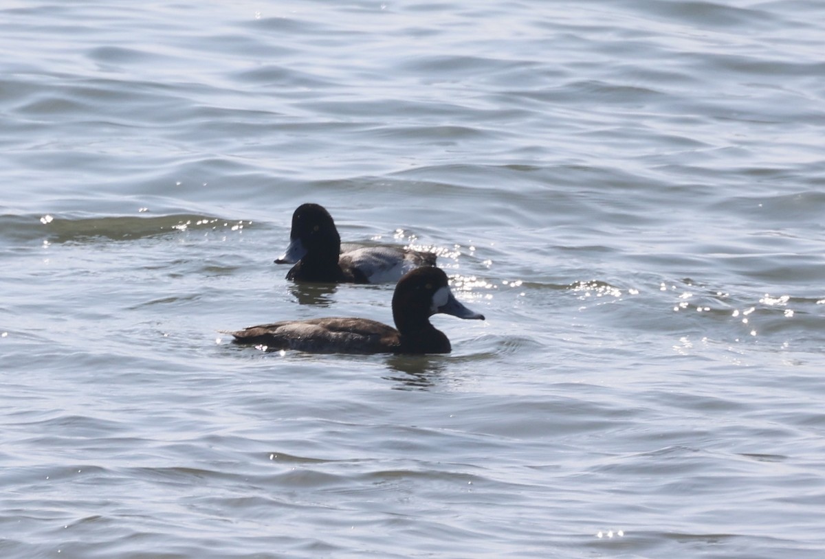 Greater Scaup - ML616379836