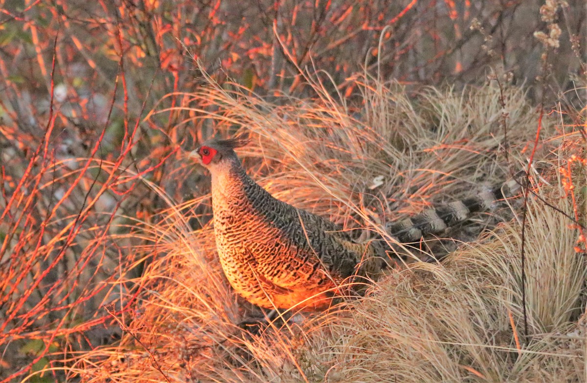 Cheer Pheasant - Meruva Naga Rajesh