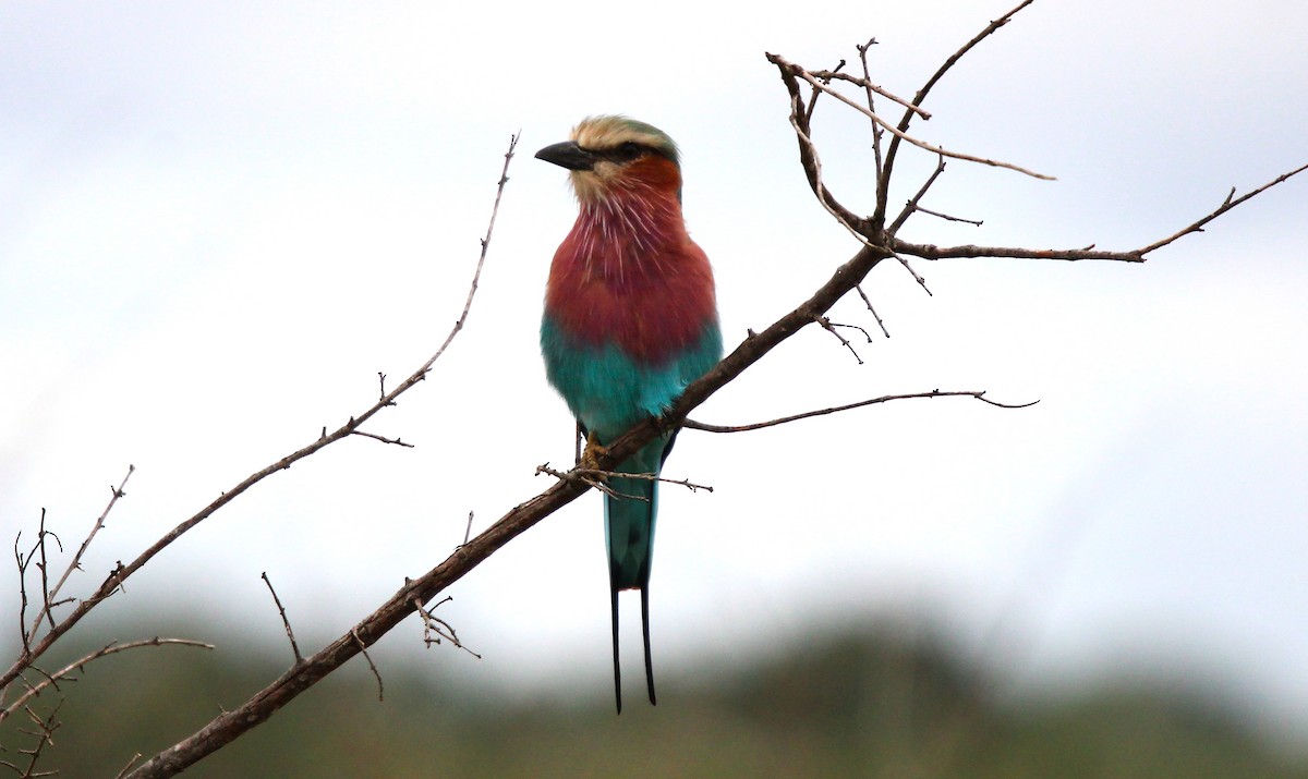 Lilac-breasted Roller - ML616379861