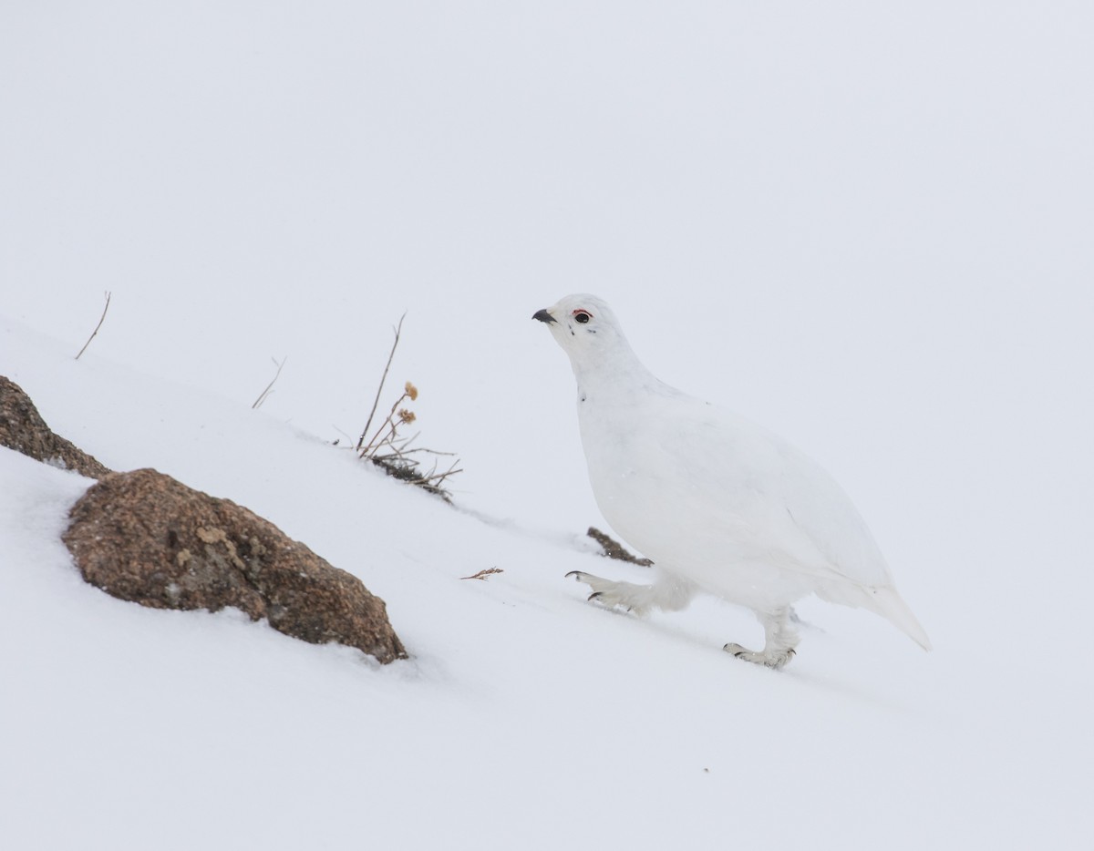 White-tailed Ptarmigan - Scott Surner