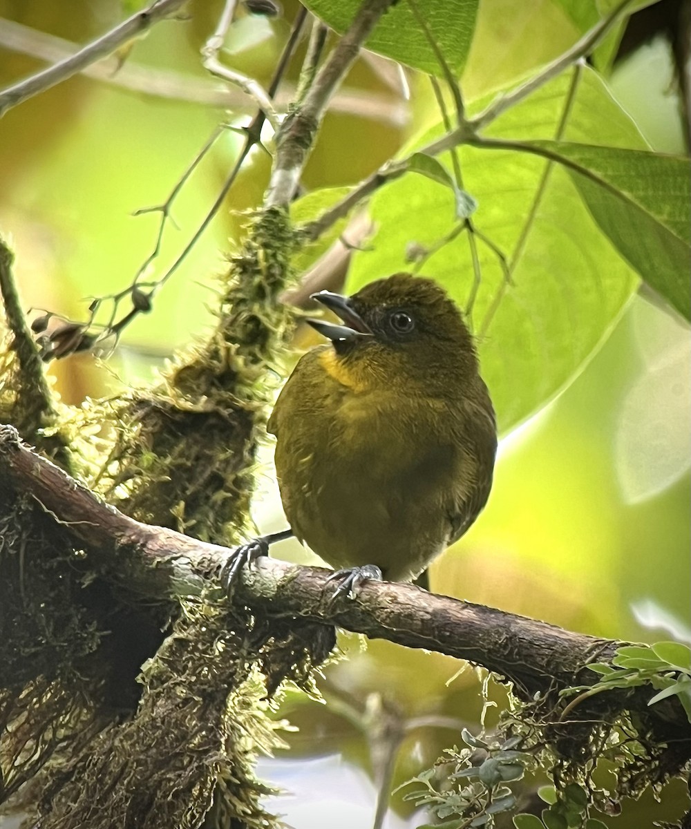 Yellow-green Tanager - ML616379878
