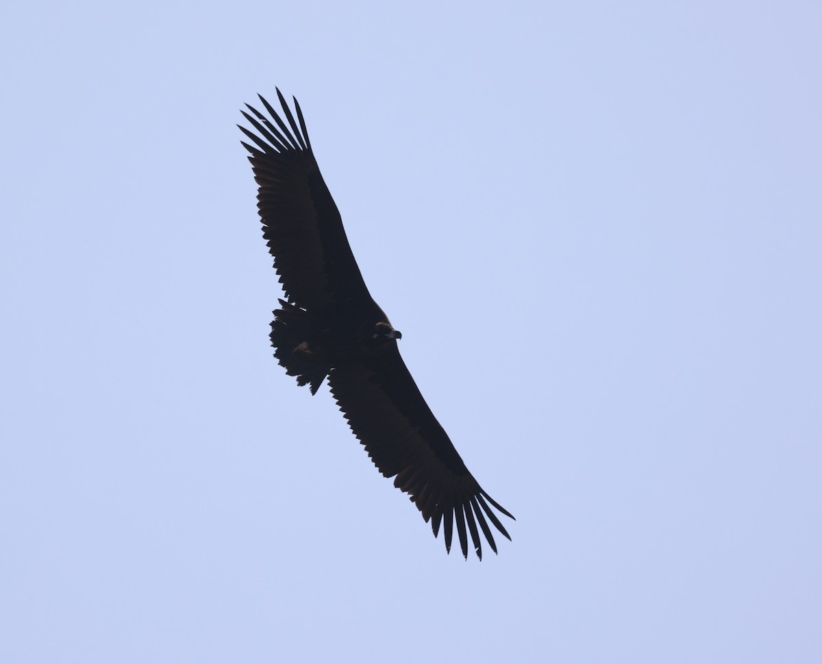 Cinereous Vulture - ML616379896